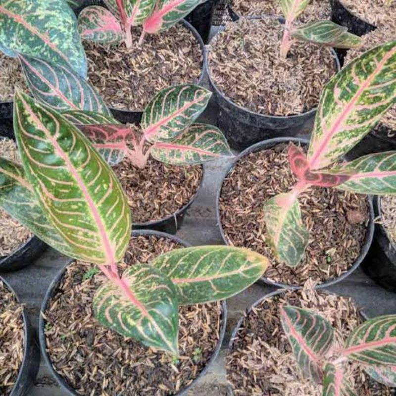 aglonema red Sumatra (anakan)