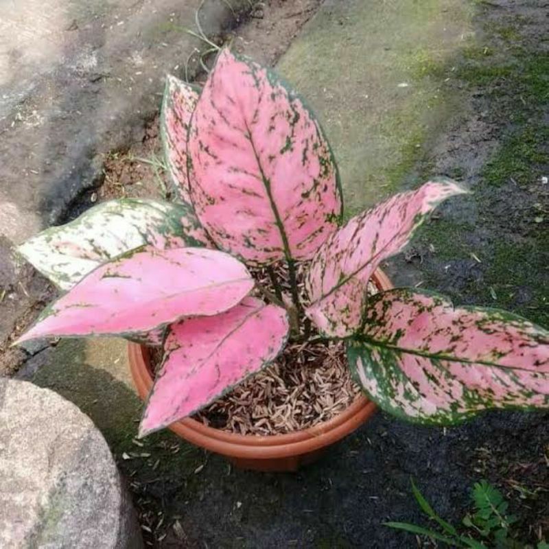 Tanaman AGLONEMA LADY VALENTIN