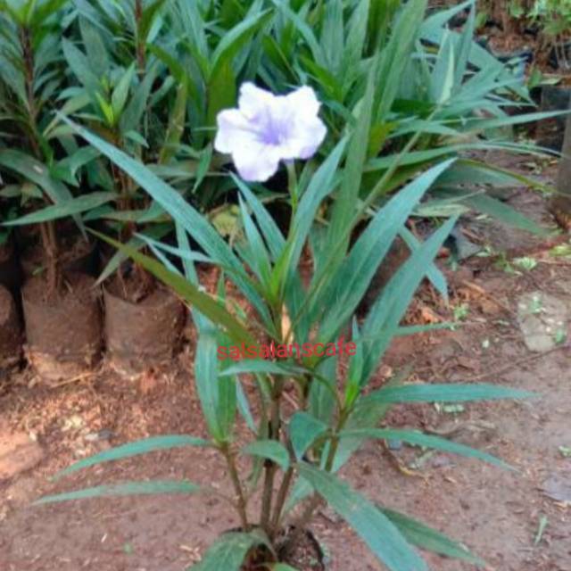 Pohon Rawelia Tunjang-Tanaman Rawelia