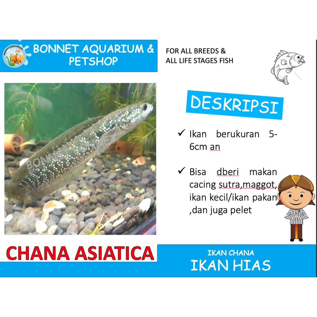 IKAN HIAS CHANA ASIATICA IKAN PREDATOR CHANNA ASIATICA