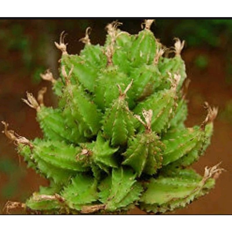 

buah wresah atau hangasa (300 gram)