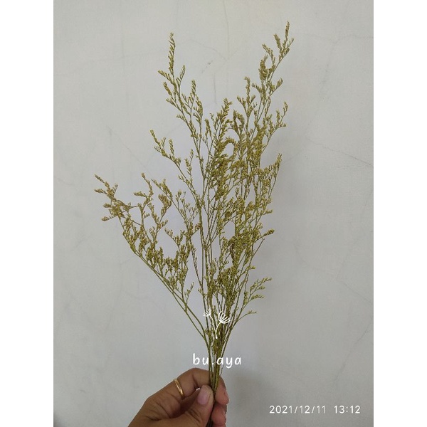 BK22 - Caspea Bunga Kering dried flower caspea