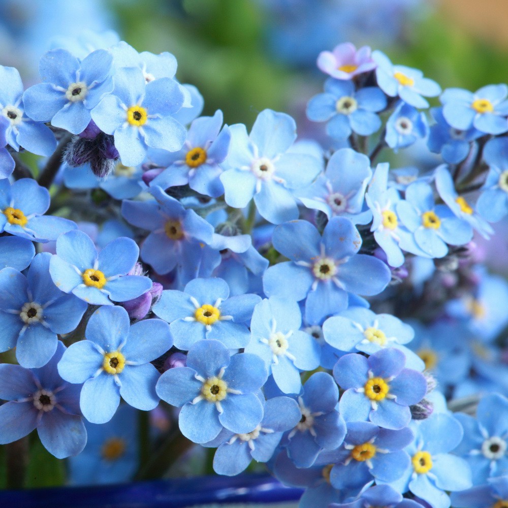 PlantaSeed - 50 Seeds - Forget-Me-Not Biji Benih Bunga - PAS0219