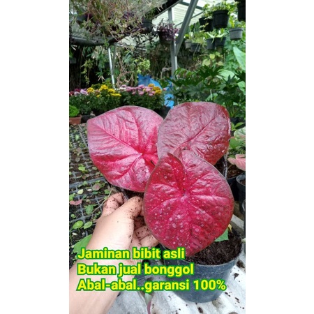 Caladium Red Devil anakan