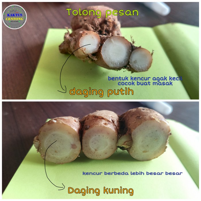 

tradisional-minuman- kencur segar besar + panen saat ada pesanan -minuman-tradisional.