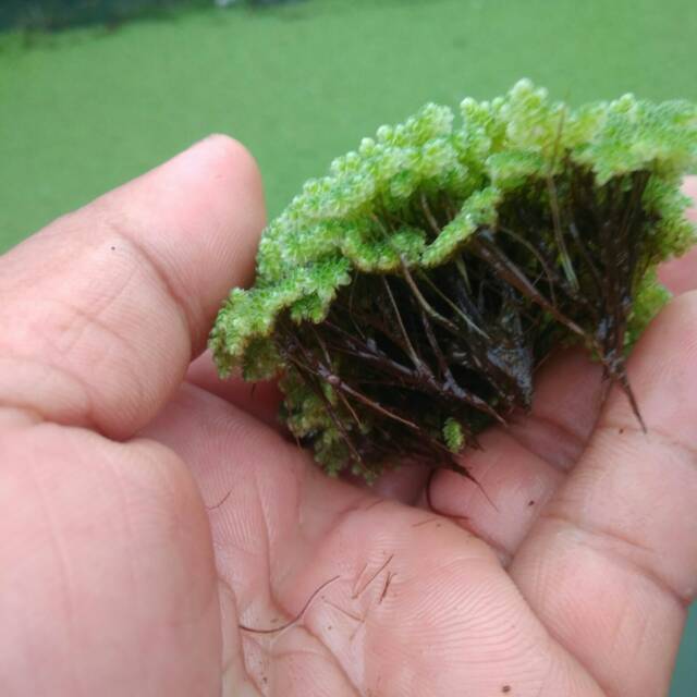 

Azolla 500 grm + lemna minor 500 grm