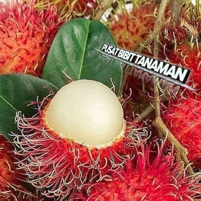 BIBIT RAMBUTAN BINJAI SUDAH OKULASI LEBIH CEPAT BERBUAH