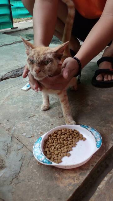 Obat Jamur Kucing Scabies ampuh Jamur Kutu Parasit Cacing Hati Gatal Kulit obat jamur P2