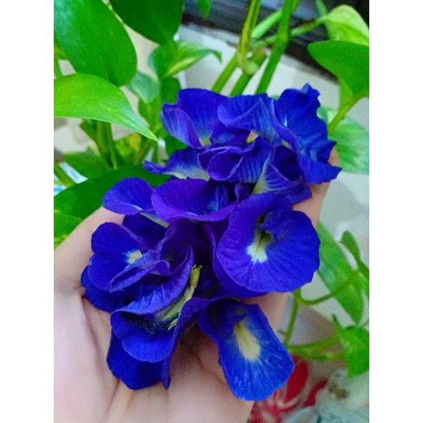 

Super Promo KL6JB teh bunga telang/butterfly pea flower/teh herbal/bunga biru alami/ isi 10 gram 57