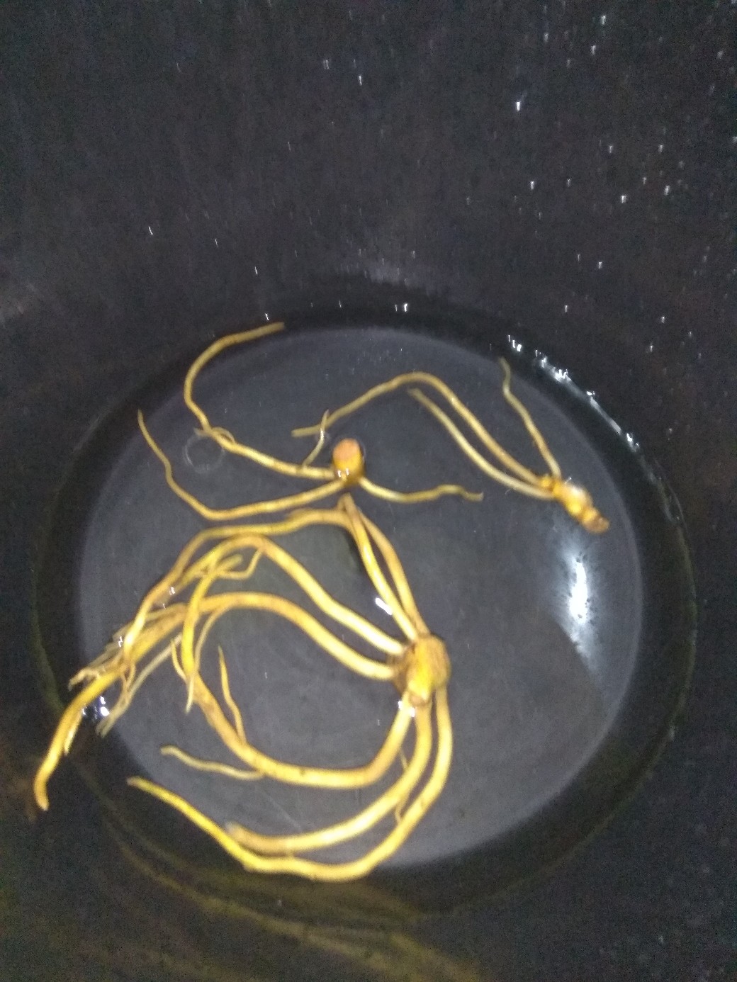 Paket Murah Tunas Bonggol Aglonema Suksom Jaipong - Lotus - Khanza