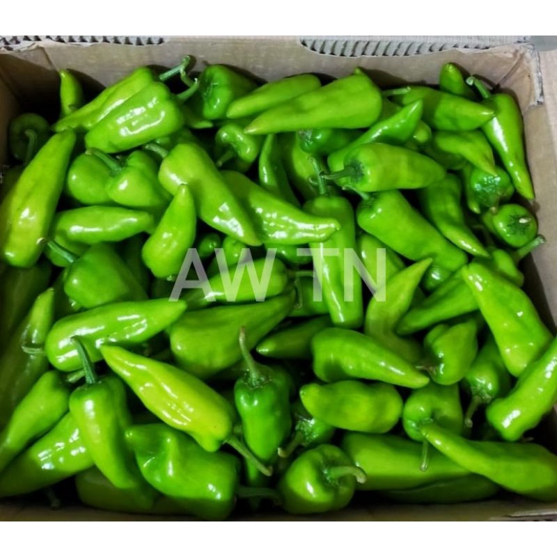 cabe hijau Pontianak /cabe besar hijau / cabe Pontianak 100gr /cabe hijau / cabe paprika /cabe thailand / cabe besar hijau