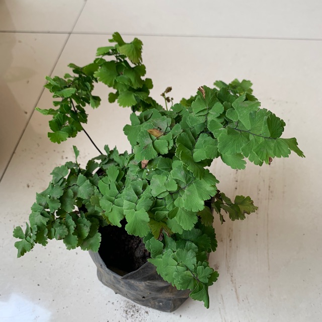 Tanaman hias bunga suplir