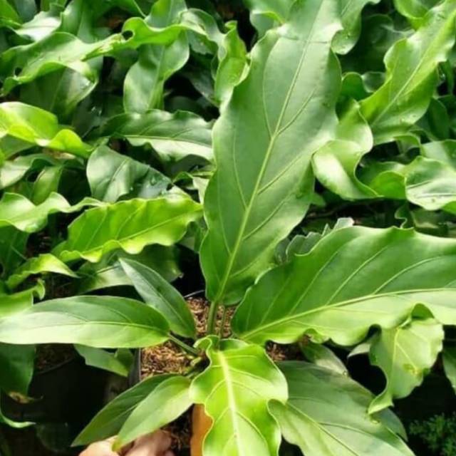 Pohon antorium gelombang cinta tanaman hias antorium gelombang cinta