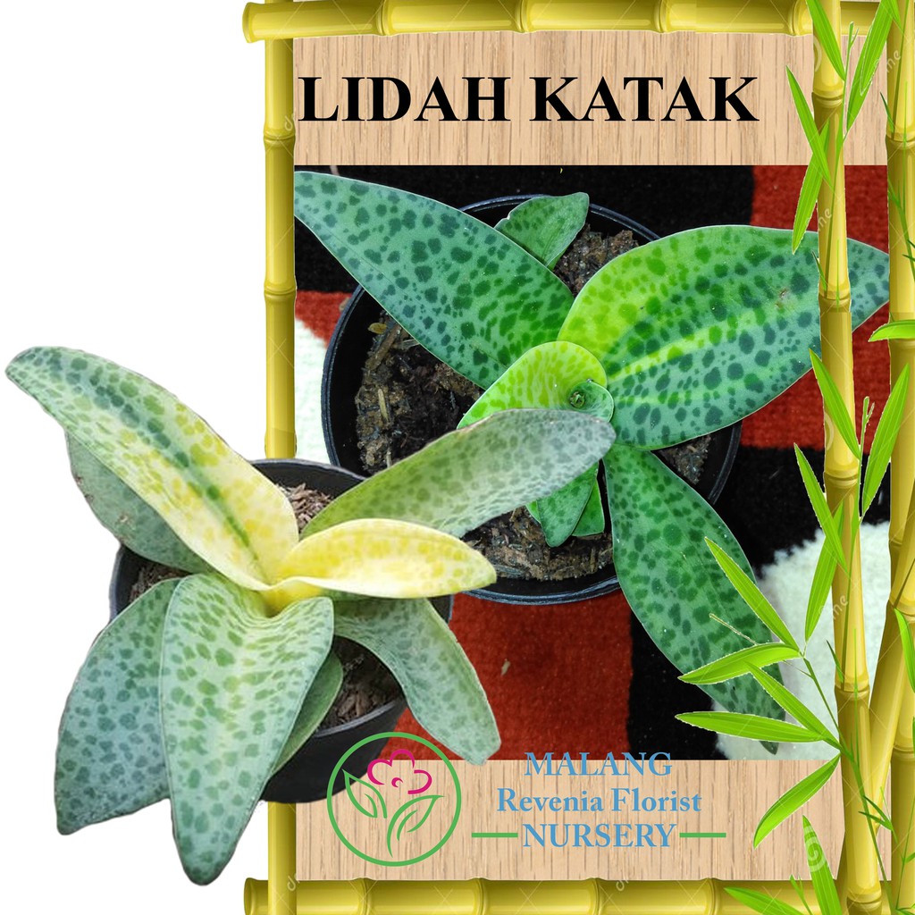 Tanaman Lidah Katak Shopee Indonesia
