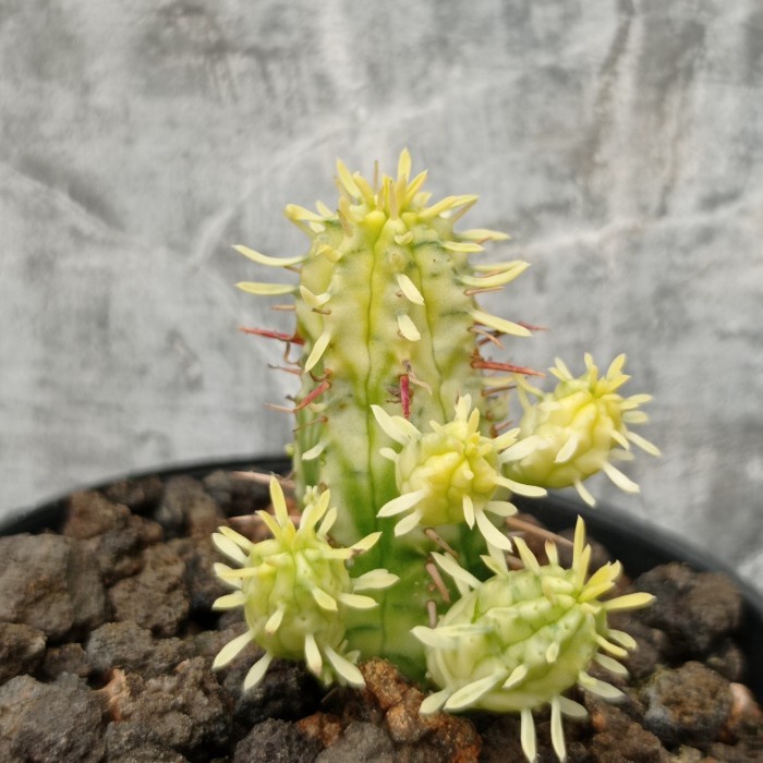 Euphorbia ferox variegata KAKTUS SUKULEN TANAMAN HIAS