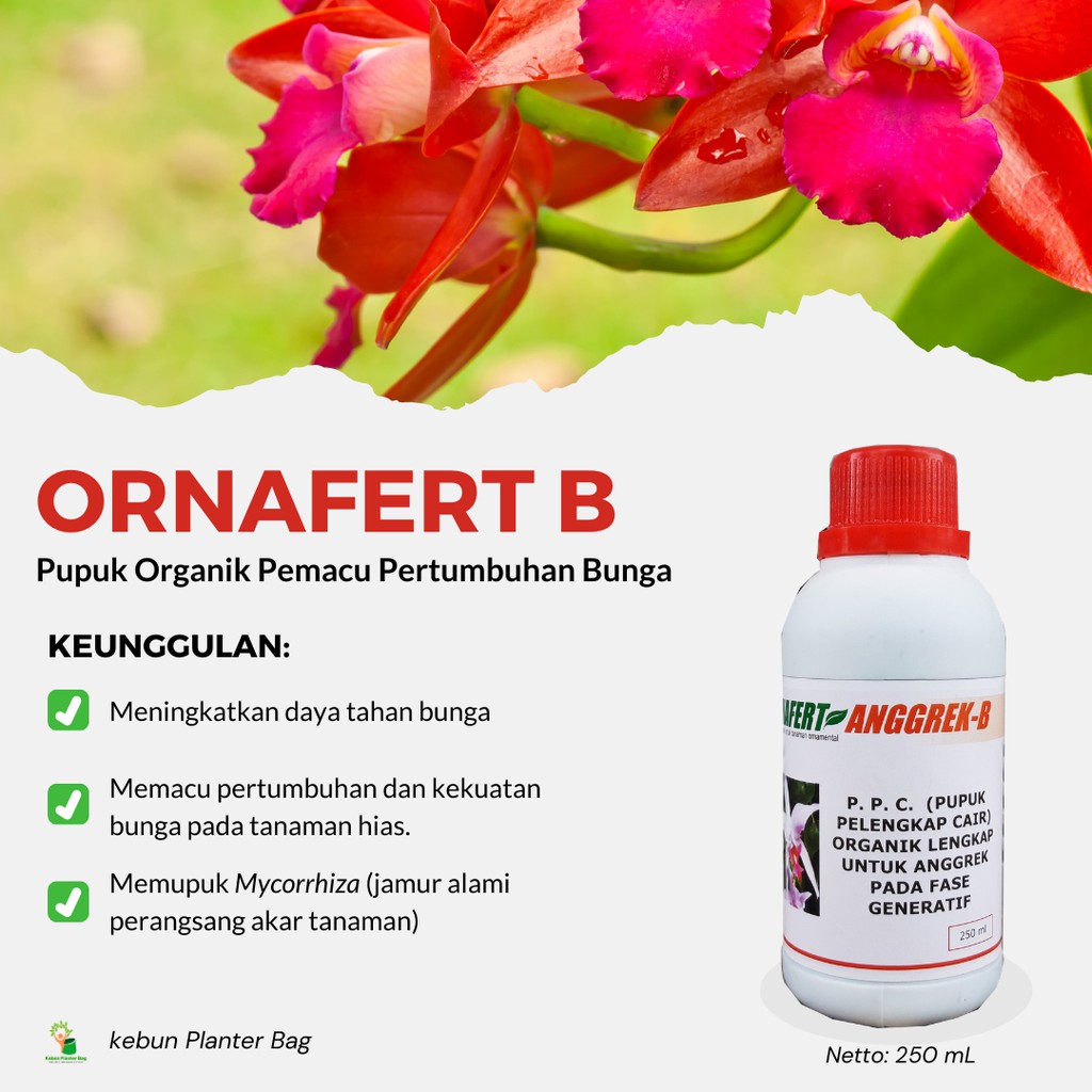 Pupuk Organik Cair untuk Perkembangan Bunga Anggrek tanaman