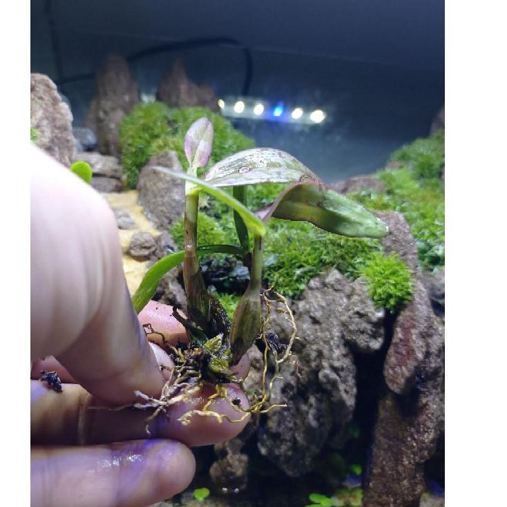 PROMO HARI INI anggrek mini tanaman paludarium.
