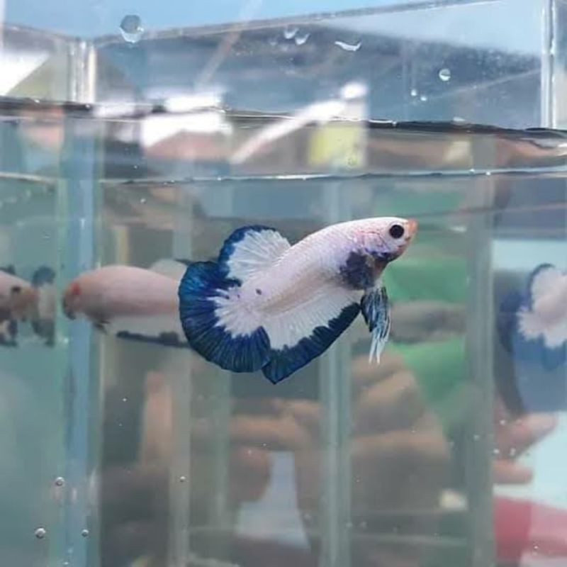 jual ikan hias-cupang HM Blue Rim Thailand-warna sudah keluar-Blue Rim Jantan