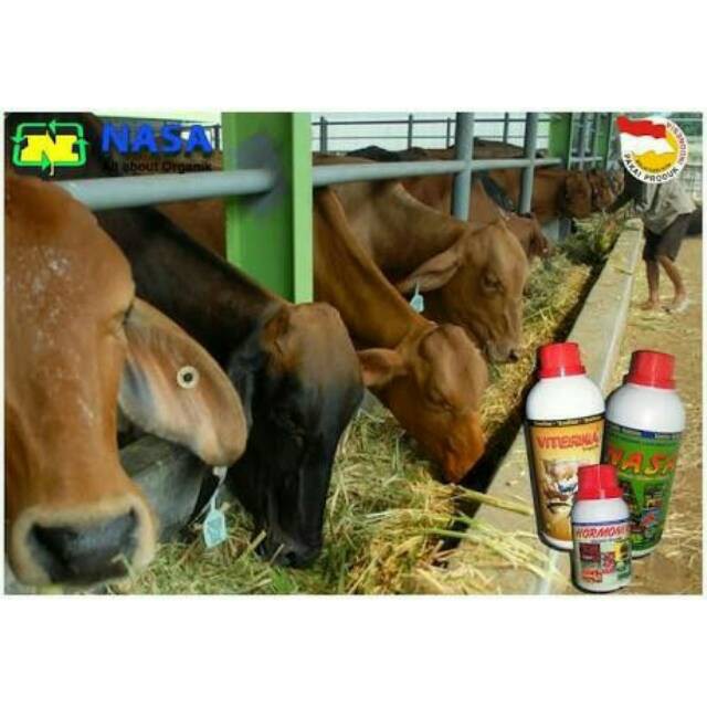 ORIGINAL Budidaya Penggemukan Sapi Viterna,Poc Nasa,Hormonik Nasa Jakarta