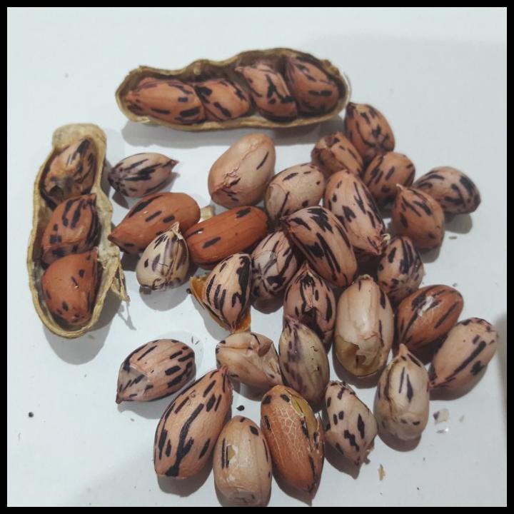 

DISKON TERBATAS !!! MERPATI KACANG " BATIK " KAWANGKOAN B - OLE-OLE/ JAJANAN / KHAS MANADO TERLARIS