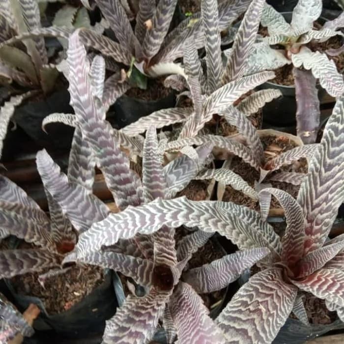 Tanaman Hias Bromelia Coklat Cryptantus - Tanaman Unik - Nanas