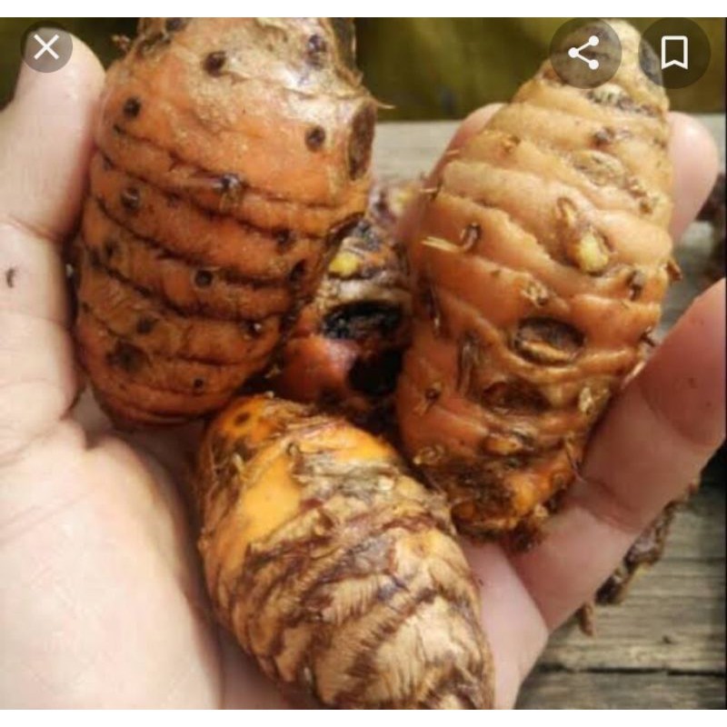 

induk kunyit 1 kg