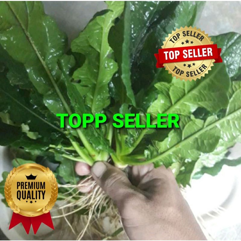 

TAPAK LIMAN FRESH BESERTA AKAR 1000 GRAM
