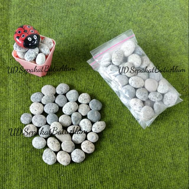 BATU HIAS AQUARIUM SUKULEN CORAL TELOR PUYUH 1 kg