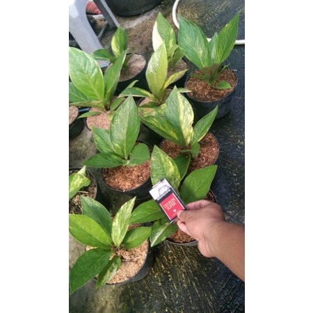 jemani cobra batik varigata