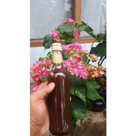 

Madu trigona Murni klanceng teuweul