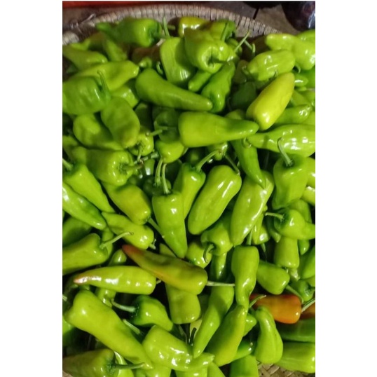 

CABE HIJAU BESAR / CABE IJO / CABE PONTIANAK / CABE KALIMANTAN