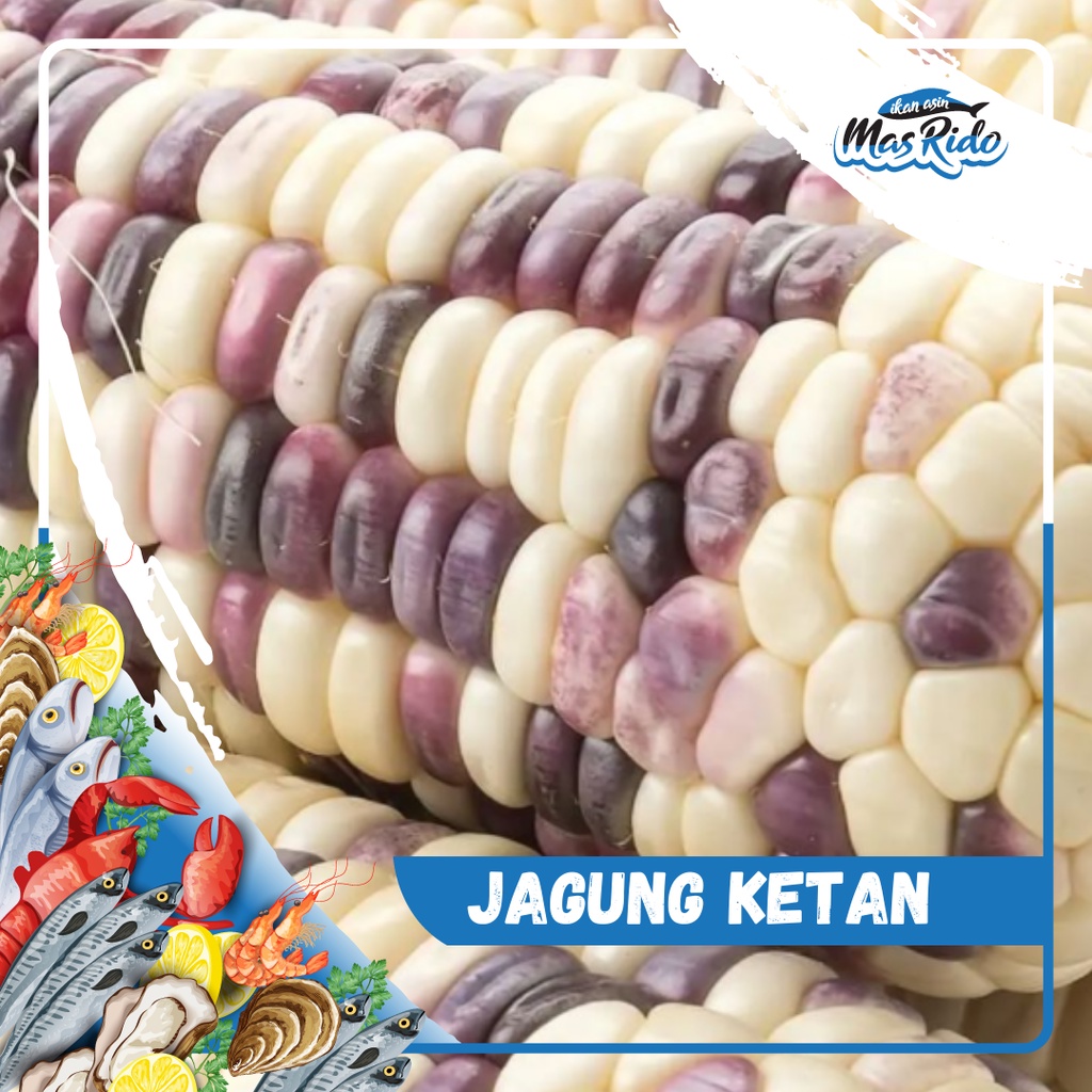 

Jagung Ketan Putih Ungu Hitam Segar Fresh Untuk Diet Anti Diabetes