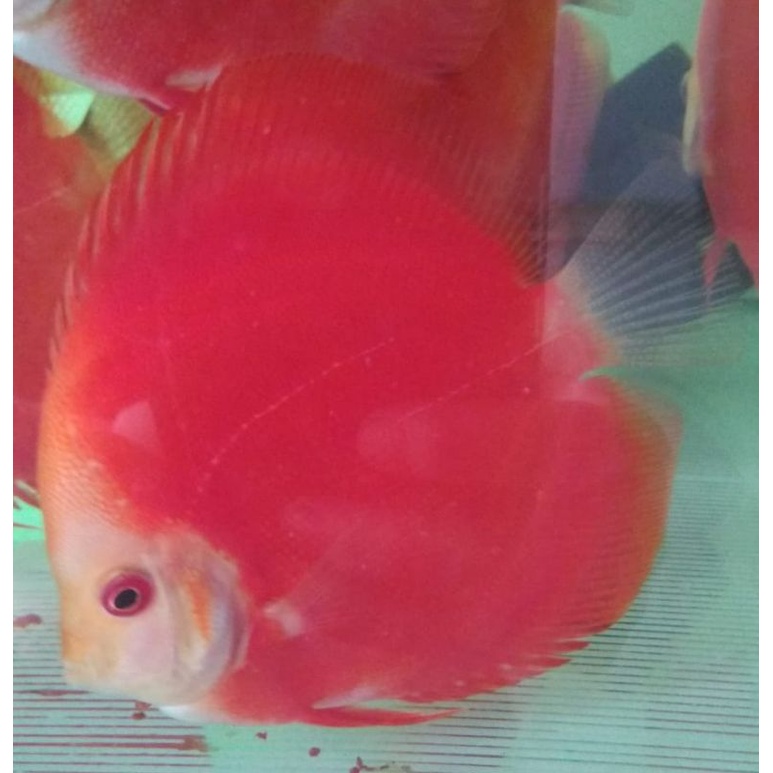 Discus RM Red Melon Grade A uk Dewasa, ikan sesuai foto