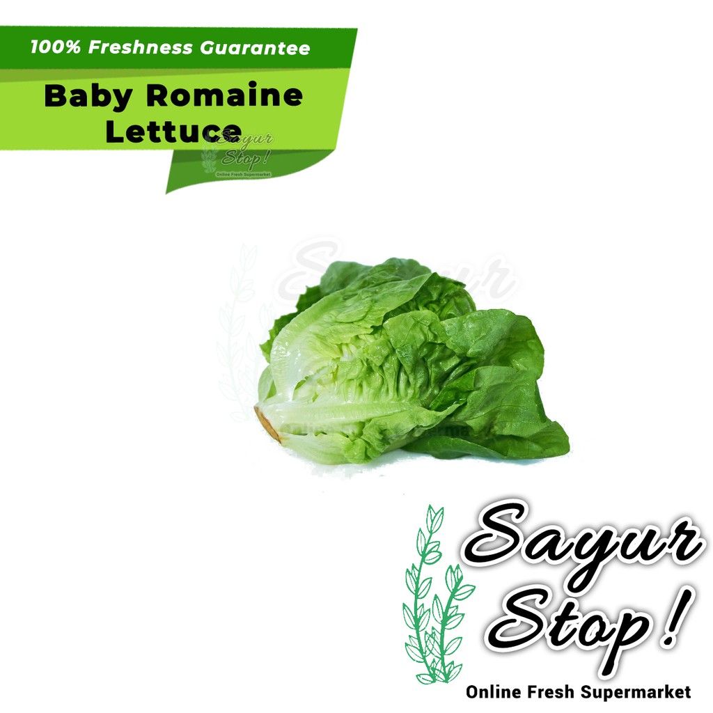 

Sayur Stop Baby Romaine Lettuce 1 pcs