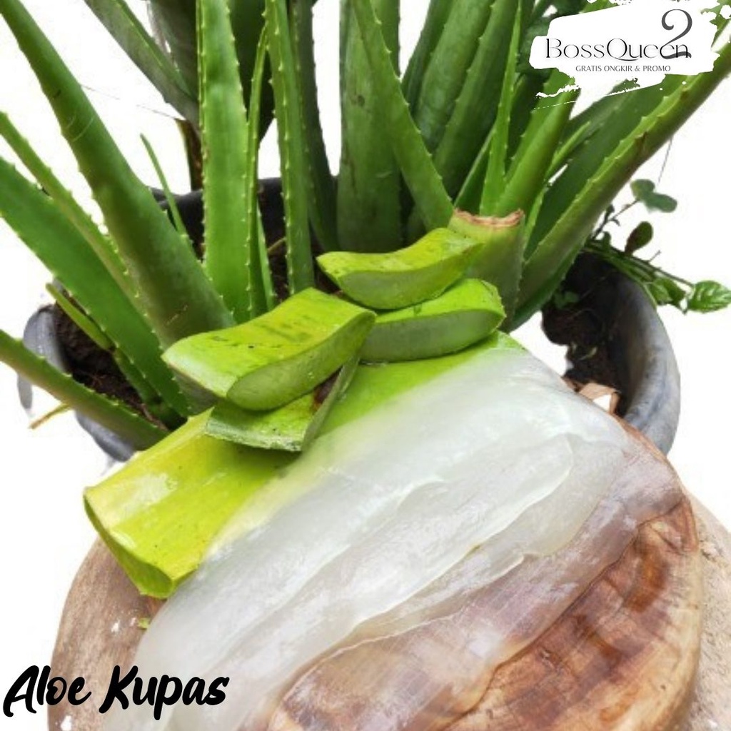 PELEPAH LIDAH BUAYA JUMBO / DAUN LIDAH BUAYA / BIBIT LIDAH BUAYA / MINUMAN LIDAH BUAYA / ALOE KUPAS DIJAMIN BEBAS PEPETISIDA