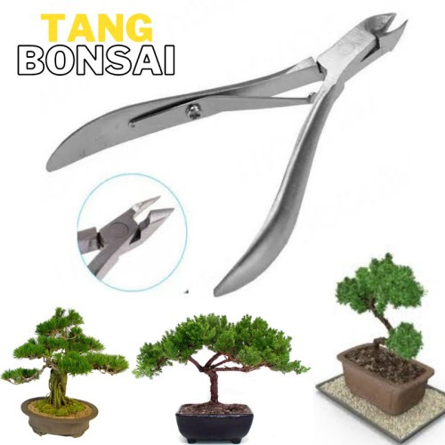 tang bonsai mini