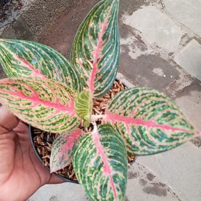 Aglonema LEGACY MERAH Besar / Jumbo / Induk / Rimbun
