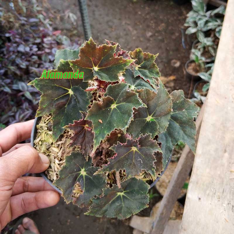 Tanaman Hias Begonia Cleopatra