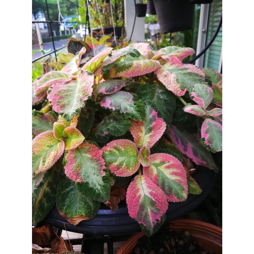 Bunga Episcia Picasso Tanaman Hias Bunga Episcia Import Murah Picasso Bunga Pink Kuning