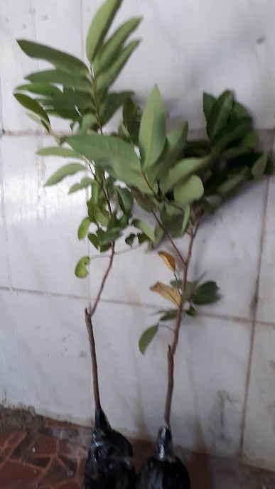 Bibit Leci Merah Asli