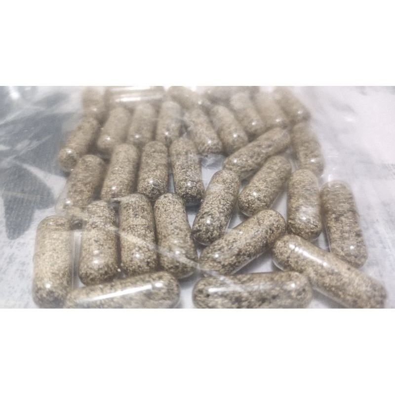 1 kapsul telur kutu air moina Macrocopa masih baru