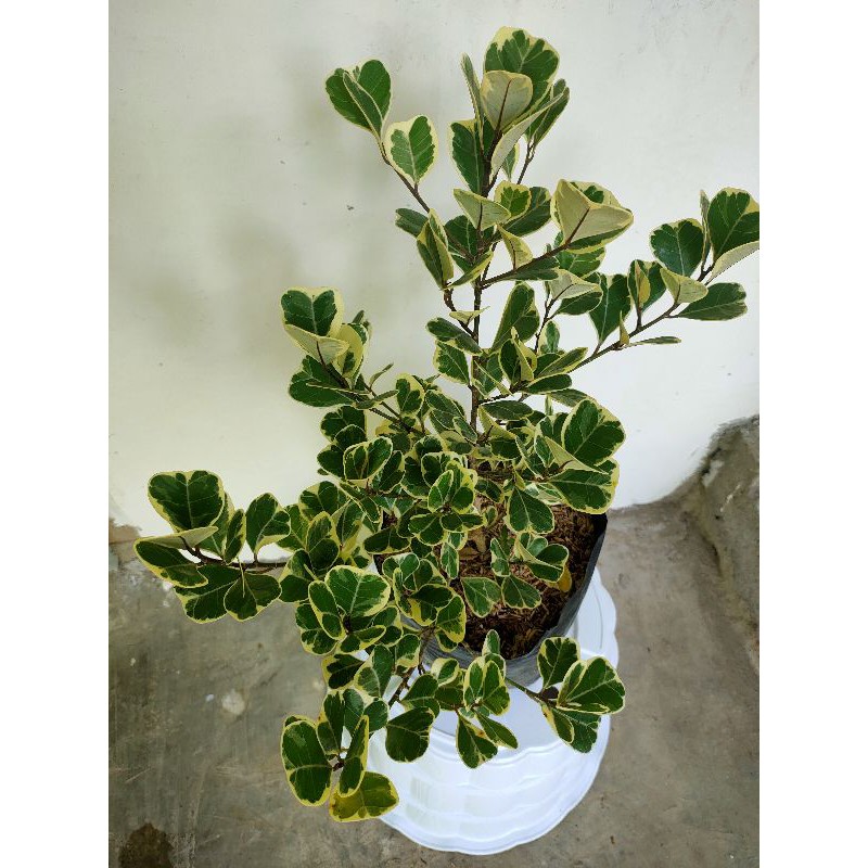 TANAMAN HIAS FICUS VARIEGATA.TANAMAN HIAS.TANAMAN VARIEGATA