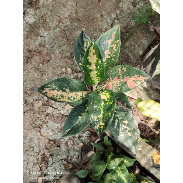 Aglonema kocin kuning