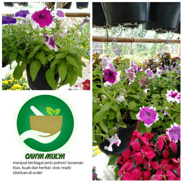 Bibit tanaman bunga vinca / tapak dara berbunga - tanaman hias gantung bunga vinca