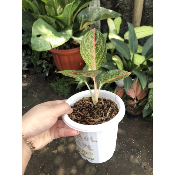 Aglaonema Ken Dedes