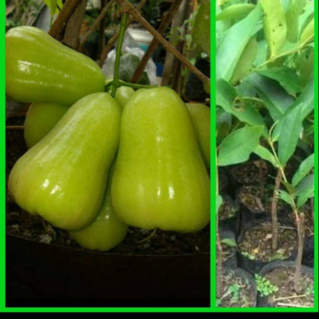 Bibit jambu air madu deli hijau