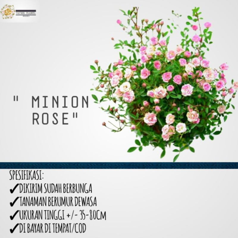 Tanaman bunga mawar baby rose/ mawar mini Dewasa (BUKAN BIBIT LAGI)berkualitas termurah sedunia berg