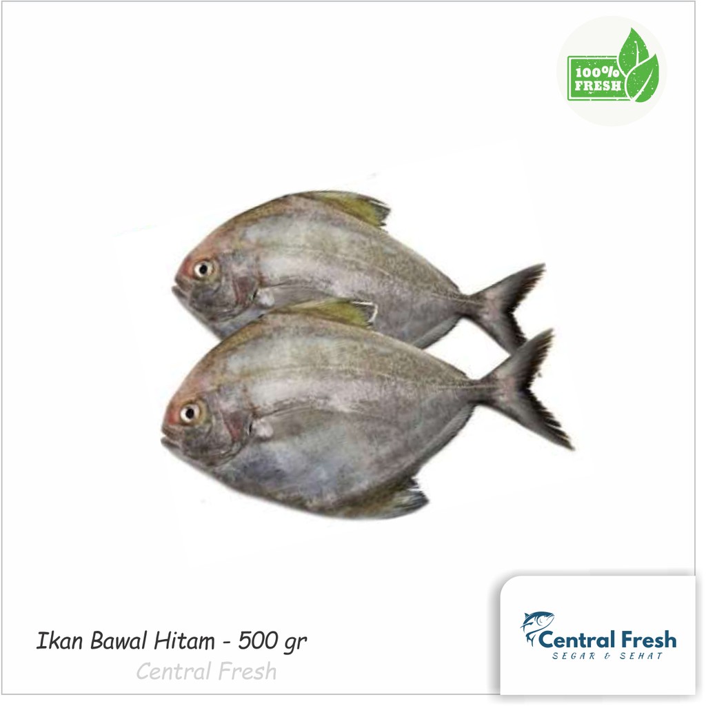 

Ikan Bawal Laut Hitam Fresh Segar - 1000 gram