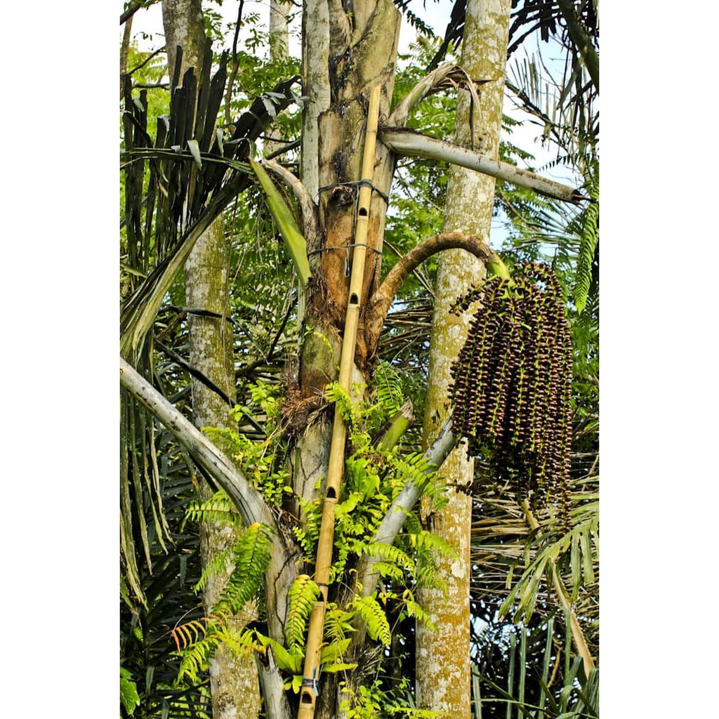 Daun Pohon Nira Pohon Enau Daun Kawung Shopee Indonesia