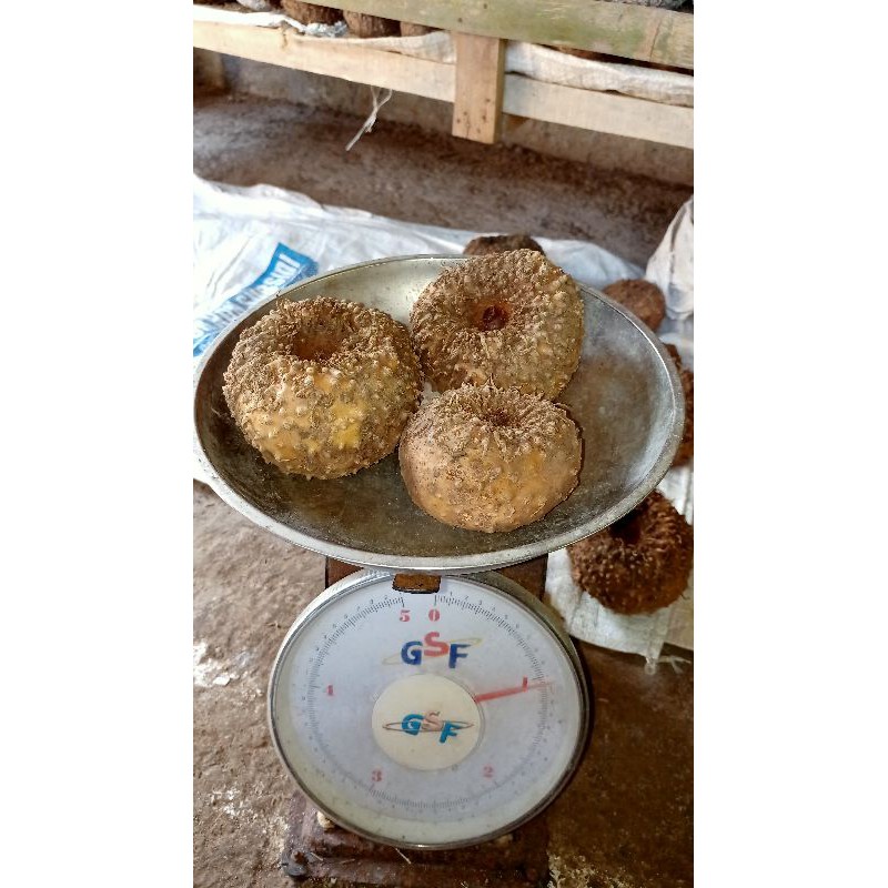 bibit umbi isi 3 biji porang pohon hitam dan hijau(harga satuan)